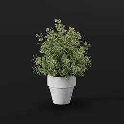 Decorative Green Shrub