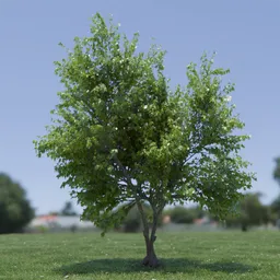 Tree Acer Buergerianum animated