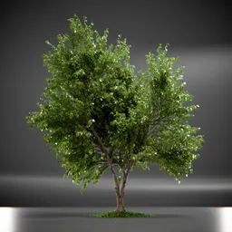 Tree Trident Maple animated