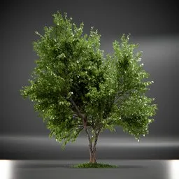 Tree Trident Maple animated
