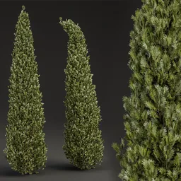 Detailed 3D cypress tree models with realistic textures for Blender 3.6, ideal for virtual landscaping and architectural visualization.
