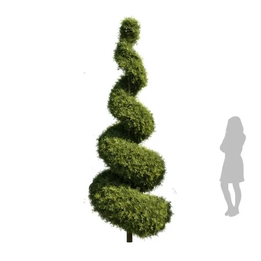 Bushe Spiral Italian Cypress trees2