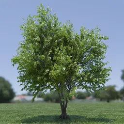 Tree Acer Buergerianum animated