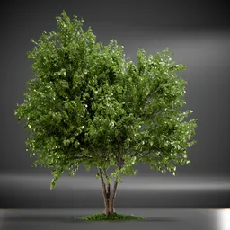 Tree Acer Buergerianum animated