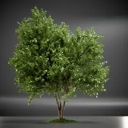 Tree Acer Buergerianum animated