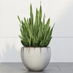 Snake Plant Ceramic Planter