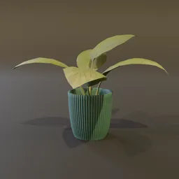 Broadleaf Lilly Potted Small