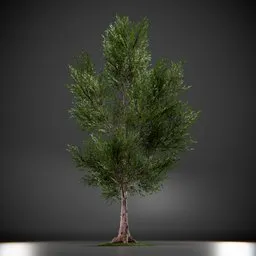 Callery Tree Low Poly Animated