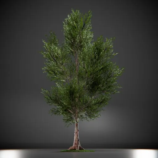 Callery Tree Low Poly Animated