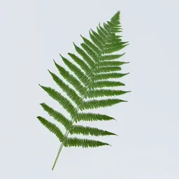 Fern Leaves