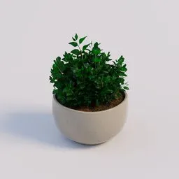 Kitchen Herbs