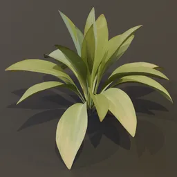 Haran Cast Iron Plant Med Var