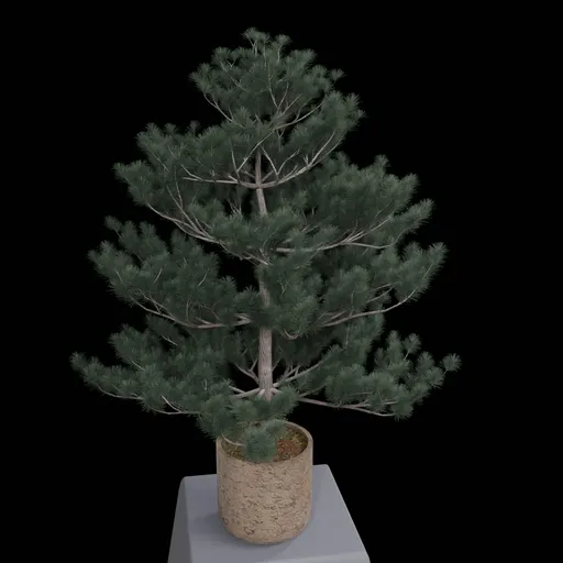 Ornamental Shrub