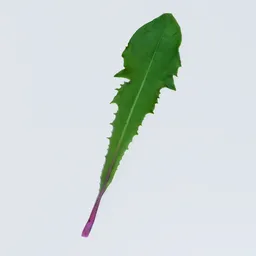 Dandelion Leaf