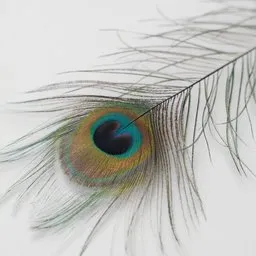 Peacock Feather (Realistic)
