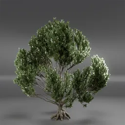 Tree Mugo Pine Animated