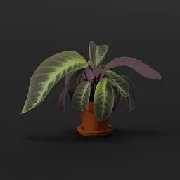 Calathea Medallion Plant