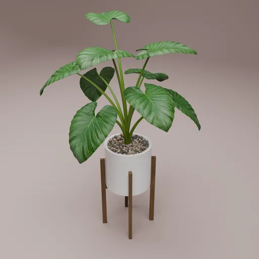 Alocasia Gageana - Elephant plant