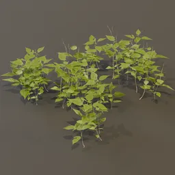 Circaea Lutetiana Weed Plant