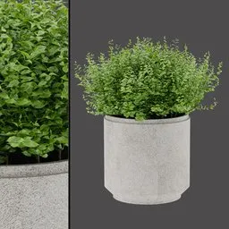 Variegated Flower Pot
