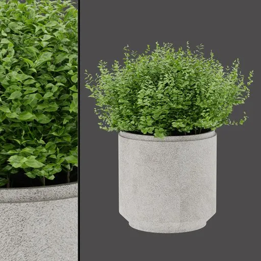 Variegated Flower Pot