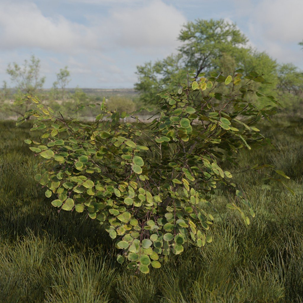 Broadleaf Dense Tree Young | Trees models | BlenderKit