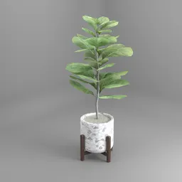 "Indoor Fiddle Fig Tree 3D model for Blender 3D: A close-up of a potted plant with large fig leaves, rendered in red shift. The organic biomass features a white and grey color palette, set on an angular dynamic white rock floor. Perfect for nature-inspired 3D designs and visualizations."