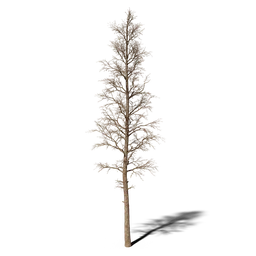 Realistic dead pine tree 3D model, suitable for Blender rendering and game asset creation.