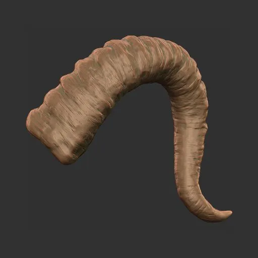 Curved Ram Horn