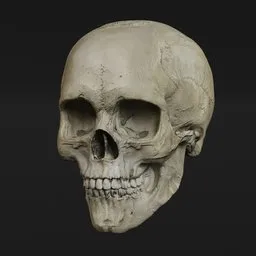 Highly detailed 3D female skull model for Blender, showcasing accurate anatomical features for educational use.