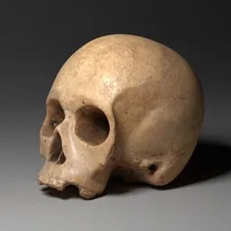 High-detail 3D scanned human skull model suitable for Blender rendering and anatomy study.