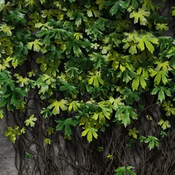 Detailed green-yellow ivy Blender 3D model with small leaves, designed for fitowalls using IvyGen addon.
