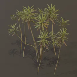 Honey Spurge Bush Sparce