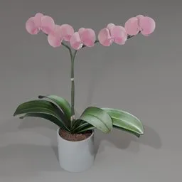 Realistic pink Phalaenopsis Orchid 3D model with green leaves in a pot, created in Blender.