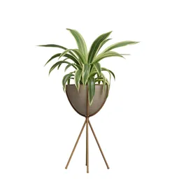 Indoor Plant Modern - Dracaena Warneckii