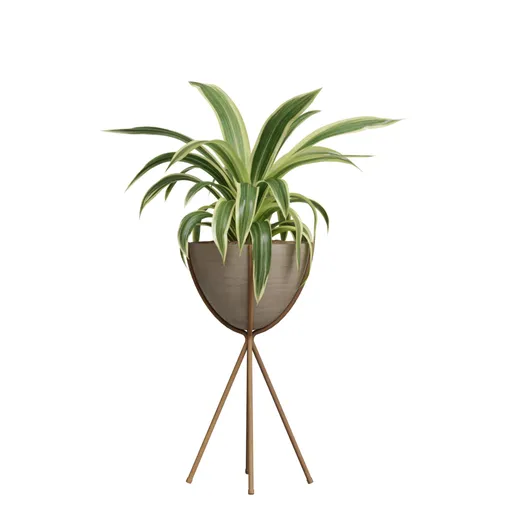 Indoor Plant Modern - Dracaena Warneckii