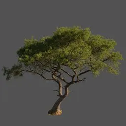 Pine Tree (Monterey)