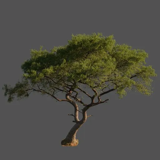 Realistic 3D Monterey Pine with intricate branches, perfect for Blender environment design.