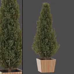 Green Conifer Shrub