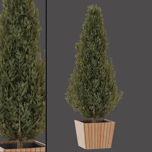 Green Conifer Shrub