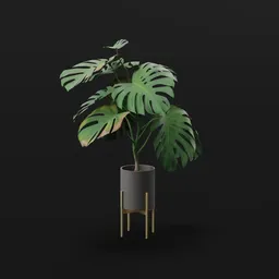 Monestera Plant Elde rVar Potted