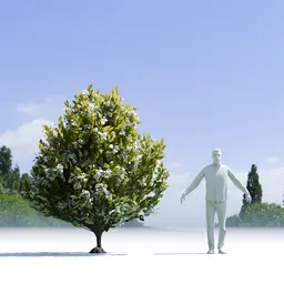 Tree Orange Choisaya