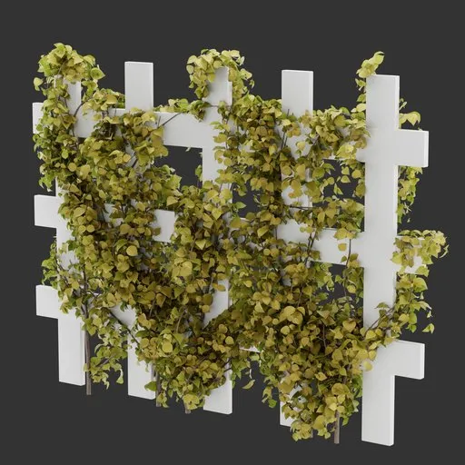 Divider Fence Climber Plant