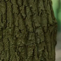 Oak Tree Bark (Quercus Robur)