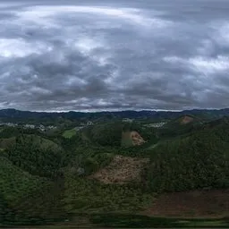 Cloudy woodland