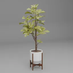 Indoor Tree Plant