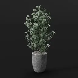 Ficus Indoor Tree