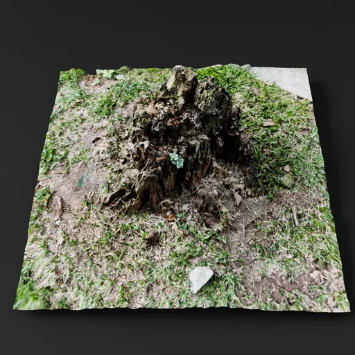 Cut Tree Trunk