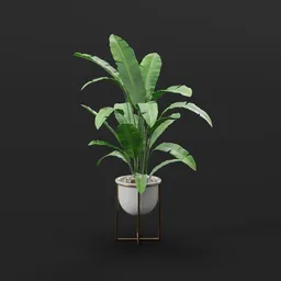 Tropical Banana