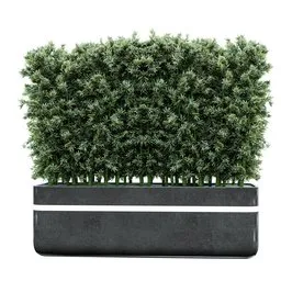 Rectangular Planter Hedge